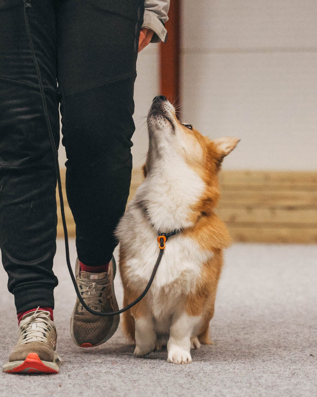 Retriever leash product image