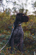 Rock adjustable collar product image