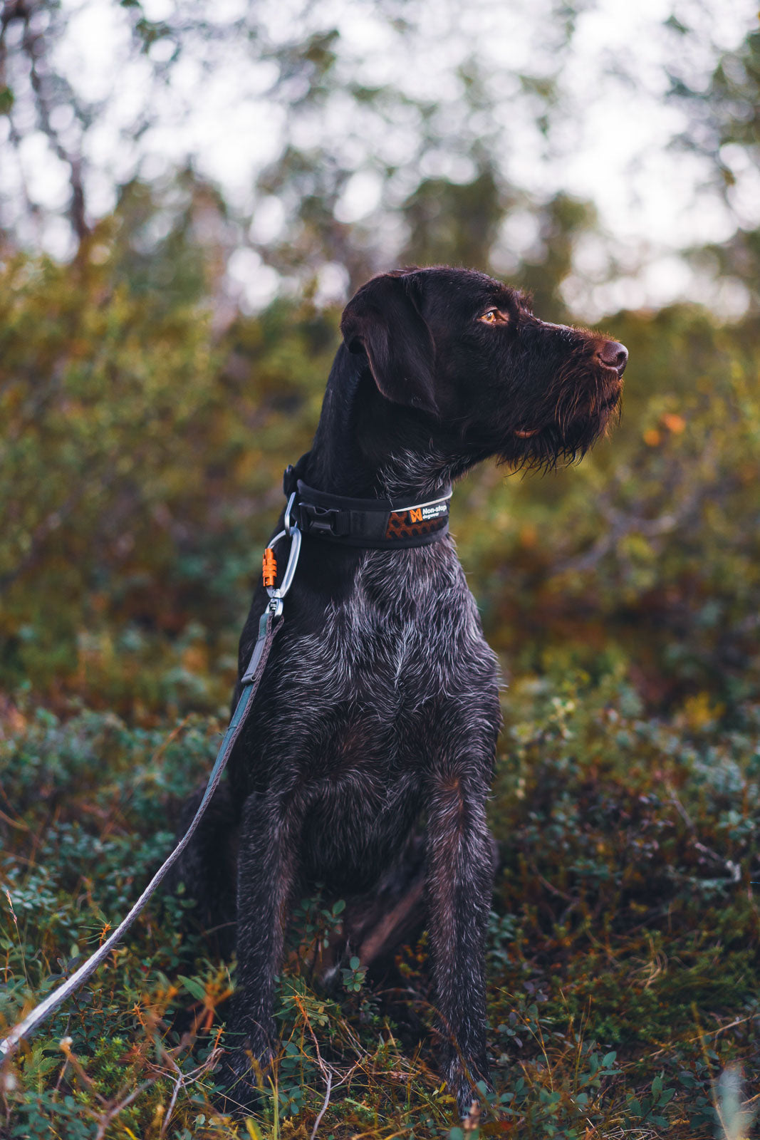 Rock adjustable collar product image