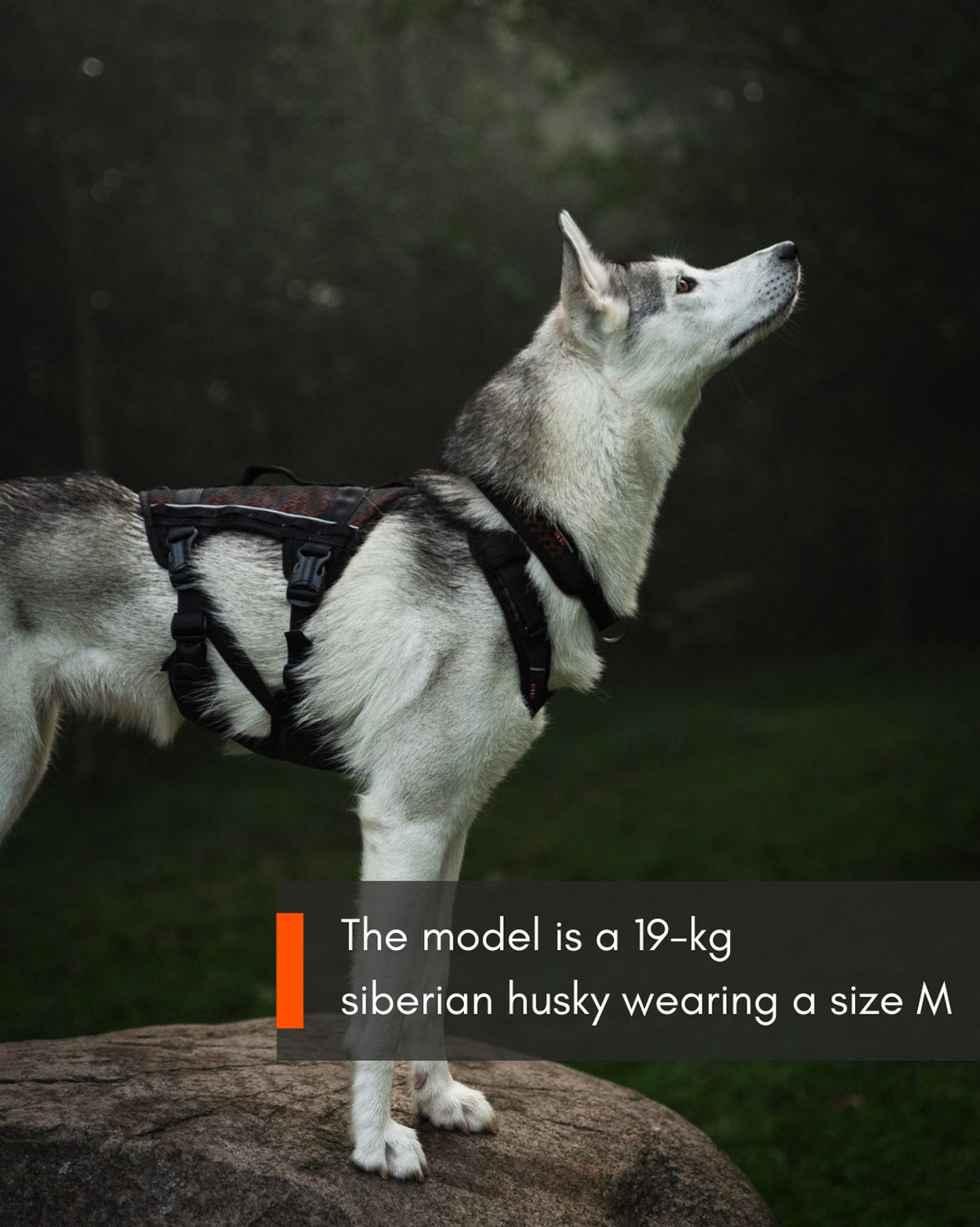 Rock harness long product image