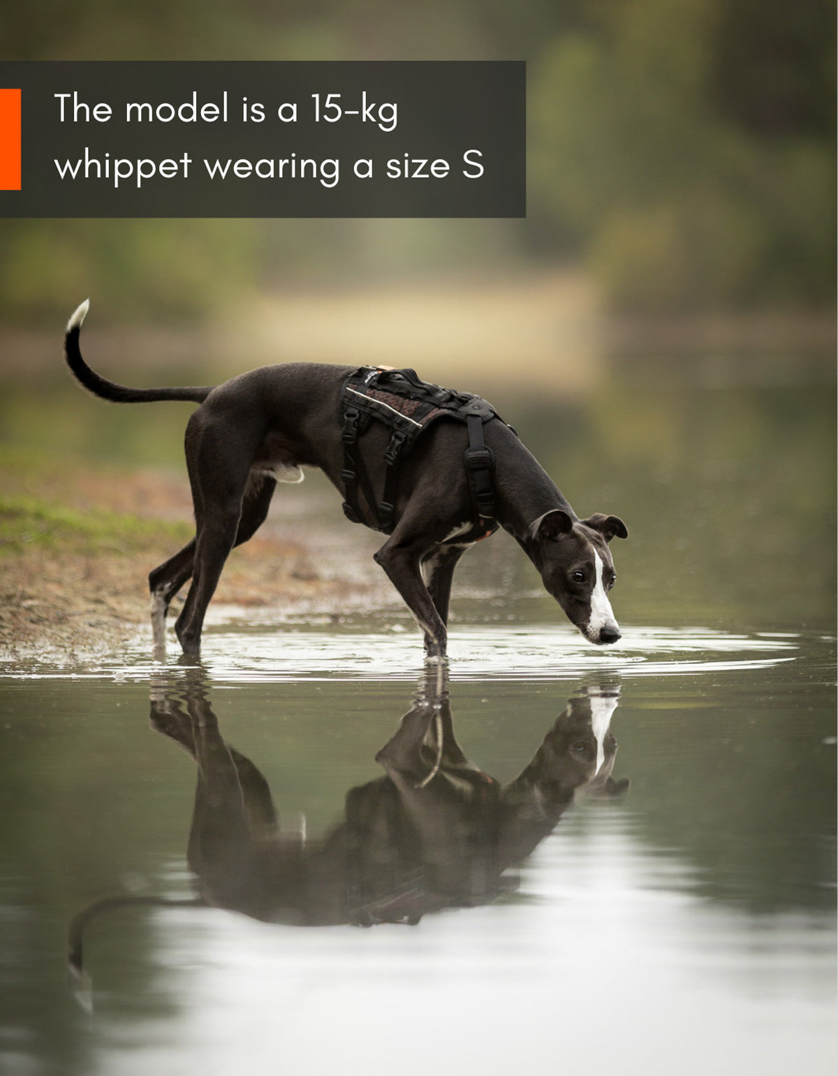 Rock harness long product image