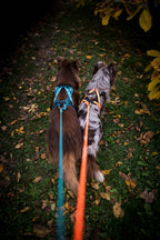 Rush harness product image