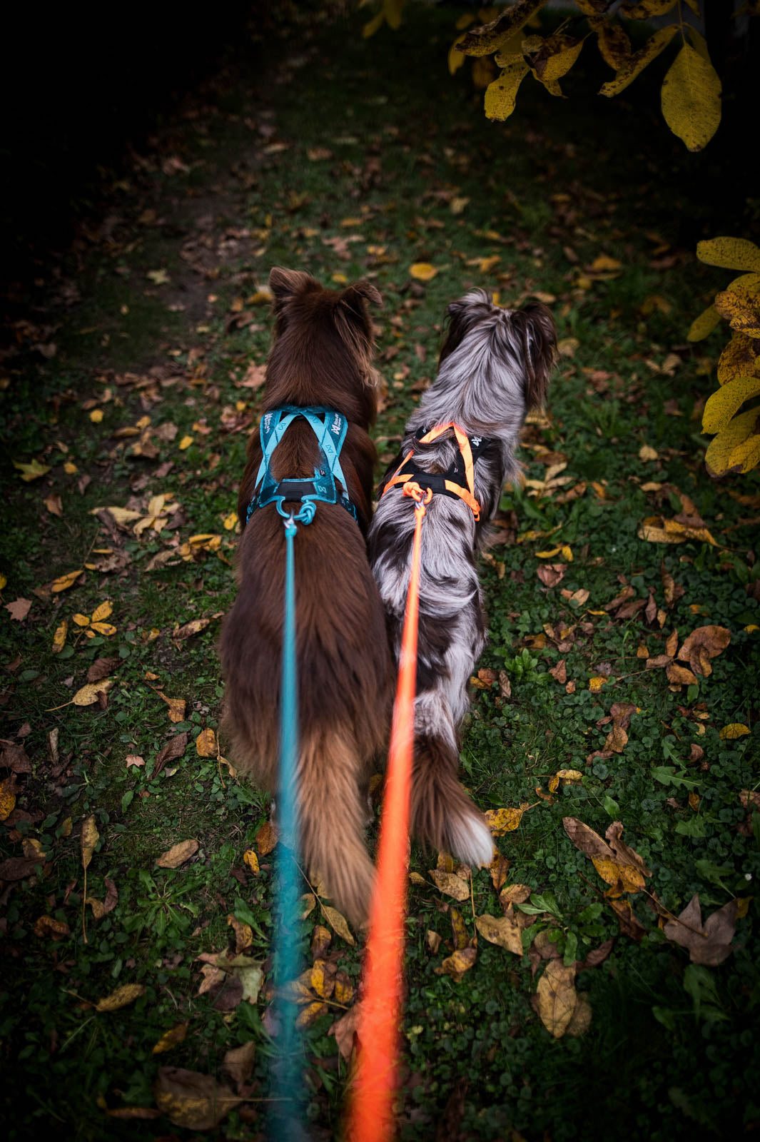 Rush harness product image