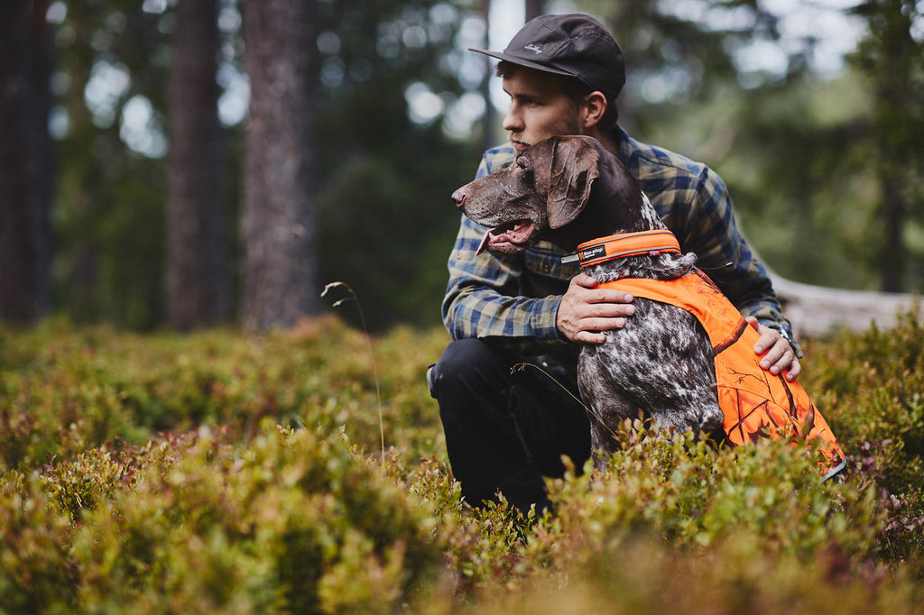 Safe collar product image