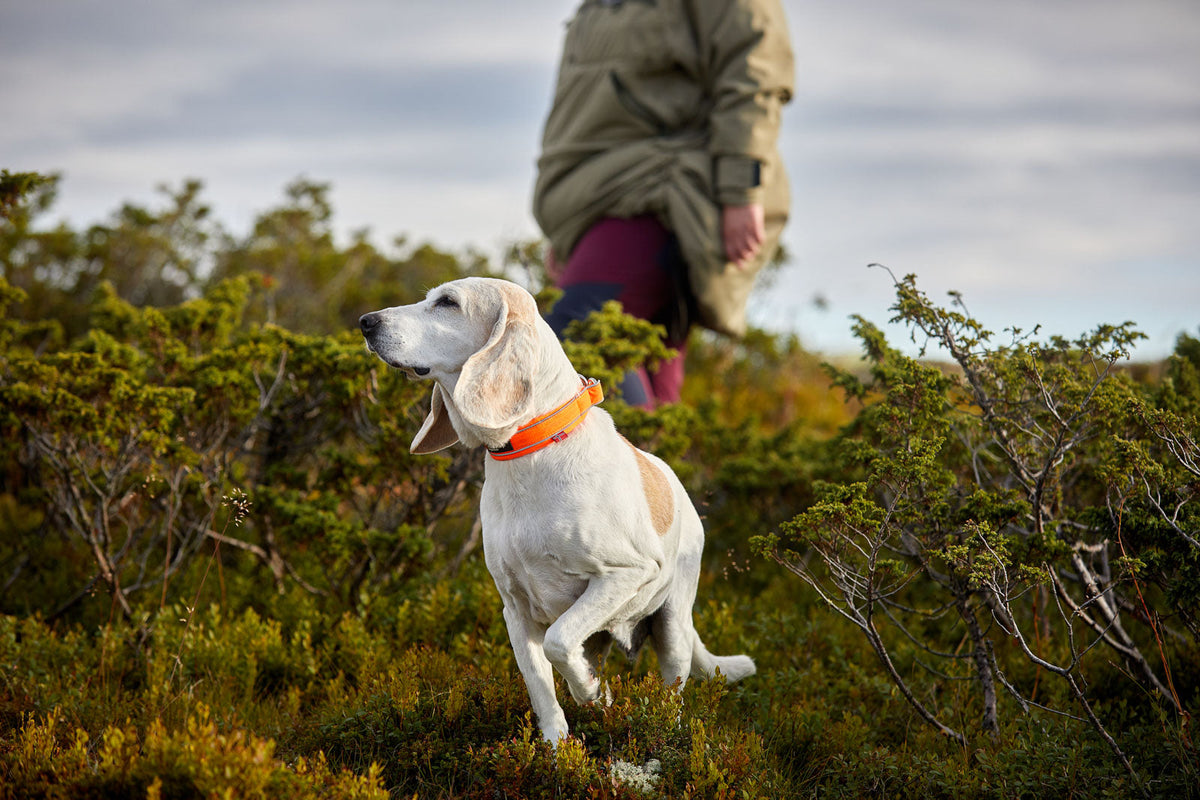 Safe collar product image