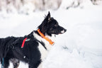 Safe collar product image