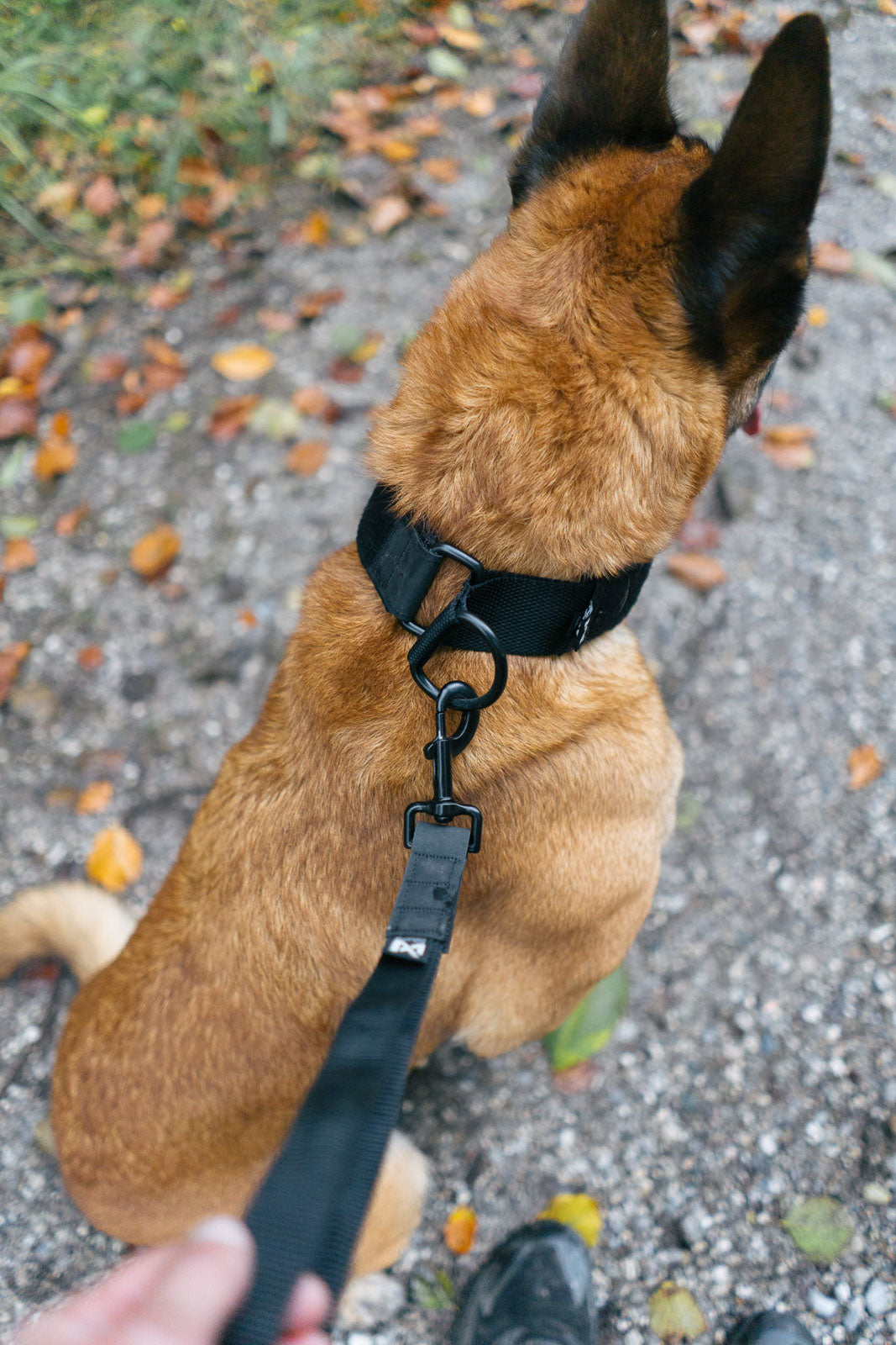 Security strap WD product image
