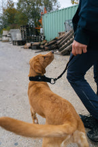 Security strap WD product image