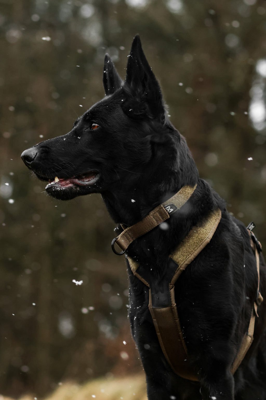 Solid adjustable collar WD product image