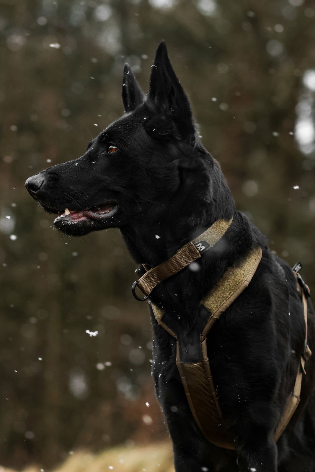 Solid adjustable collar WD product image