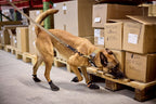 Solid leash WD product image