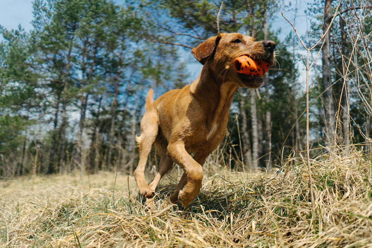 Dog throw toy product image