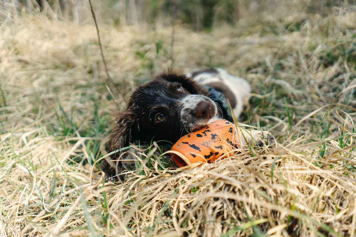 Dog throw toy product image