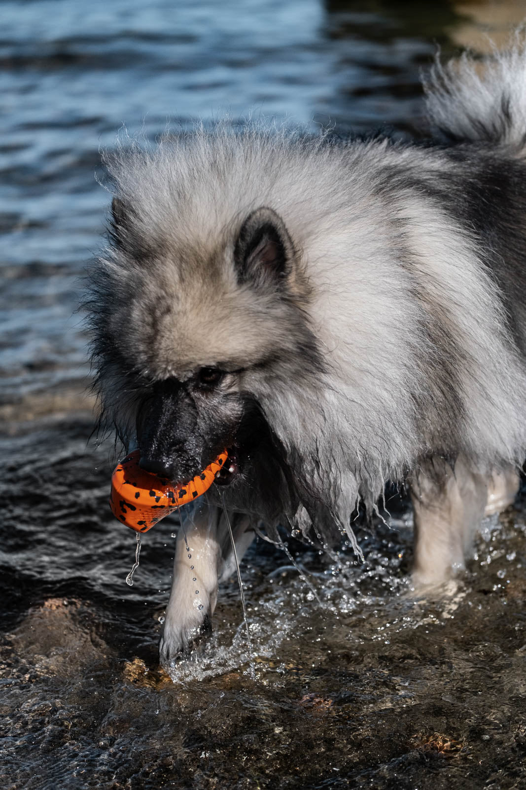Dog throw toy product image