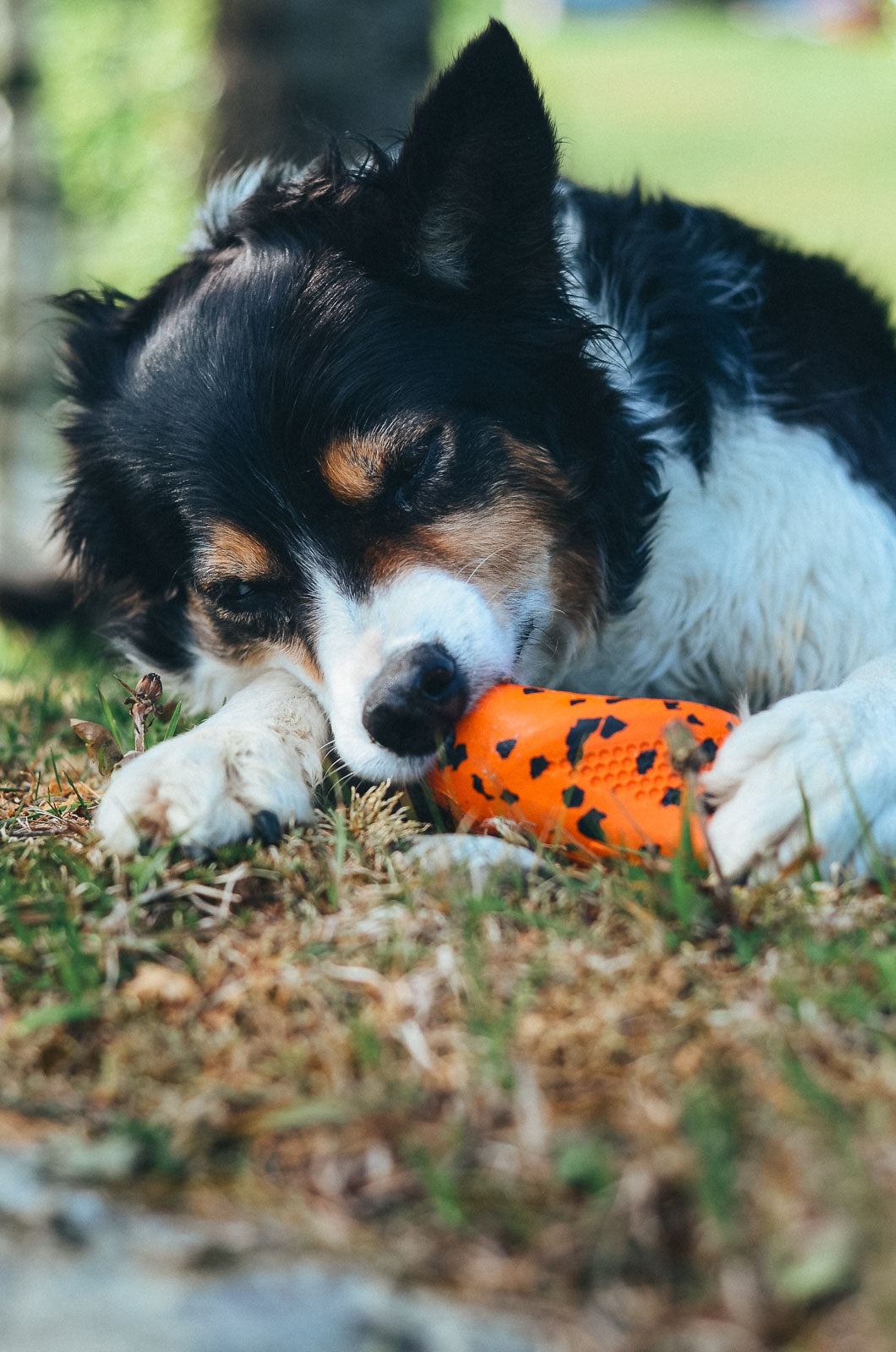 Dog throw toy product image