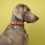 Dog Collar Tiergarten Peach product image