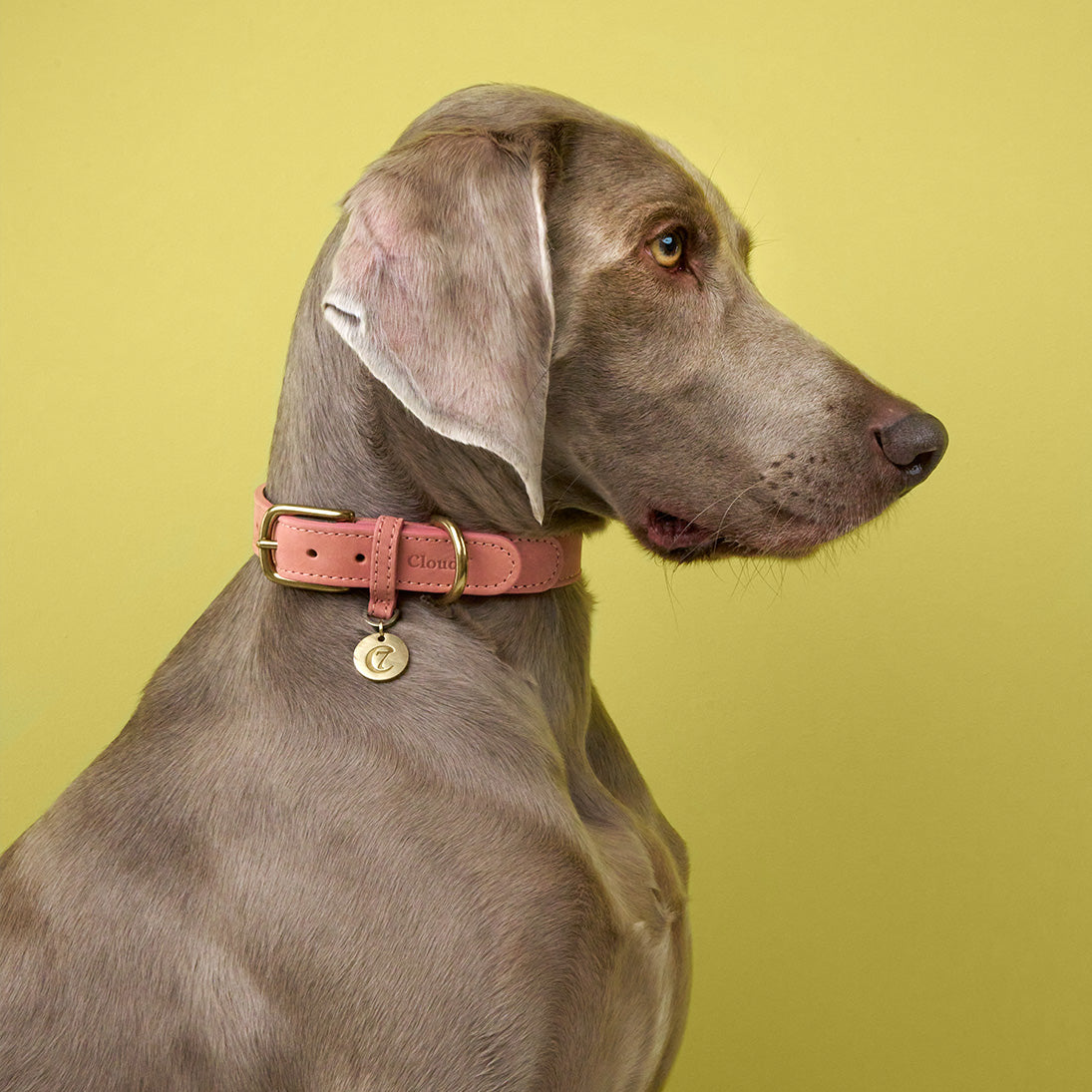 Dog Collar Tiergarten Peach product image