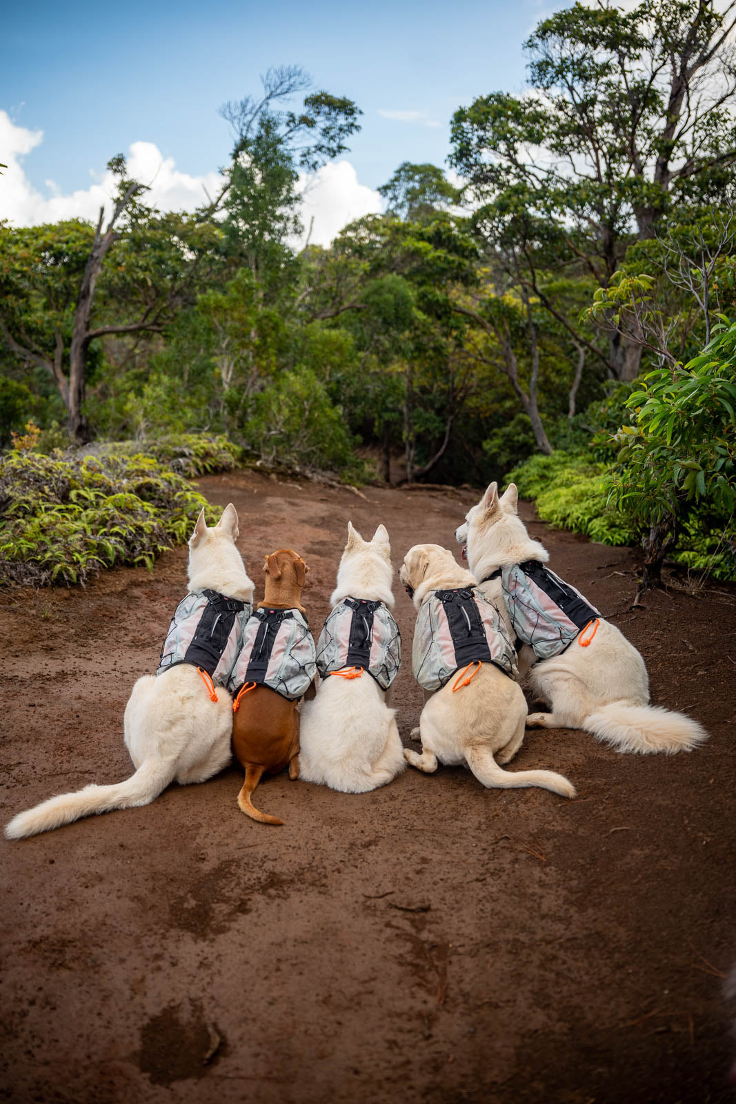 Trail light dog backpack product image