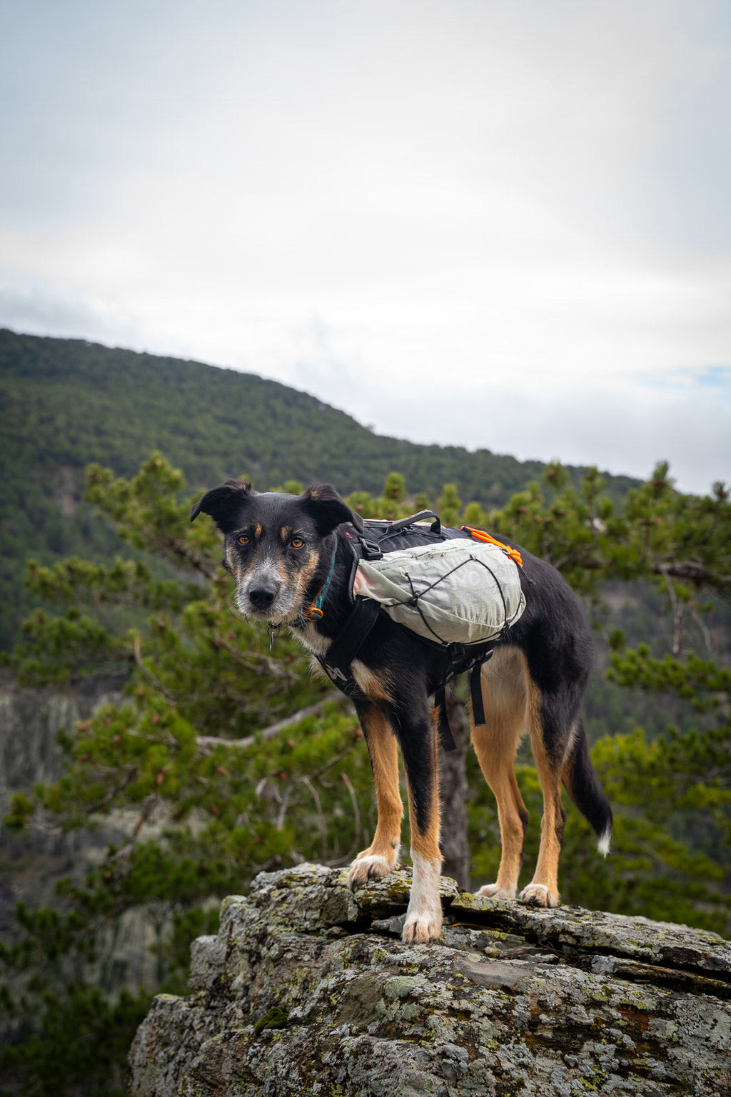 Trail light dog backpack product image