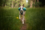 Trail light dog backpack product image