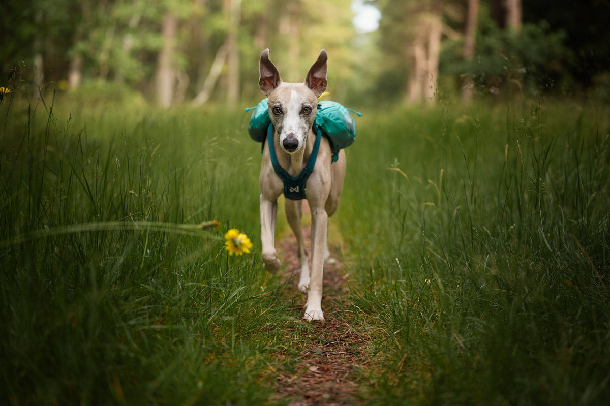 Trail light dog backpack product image