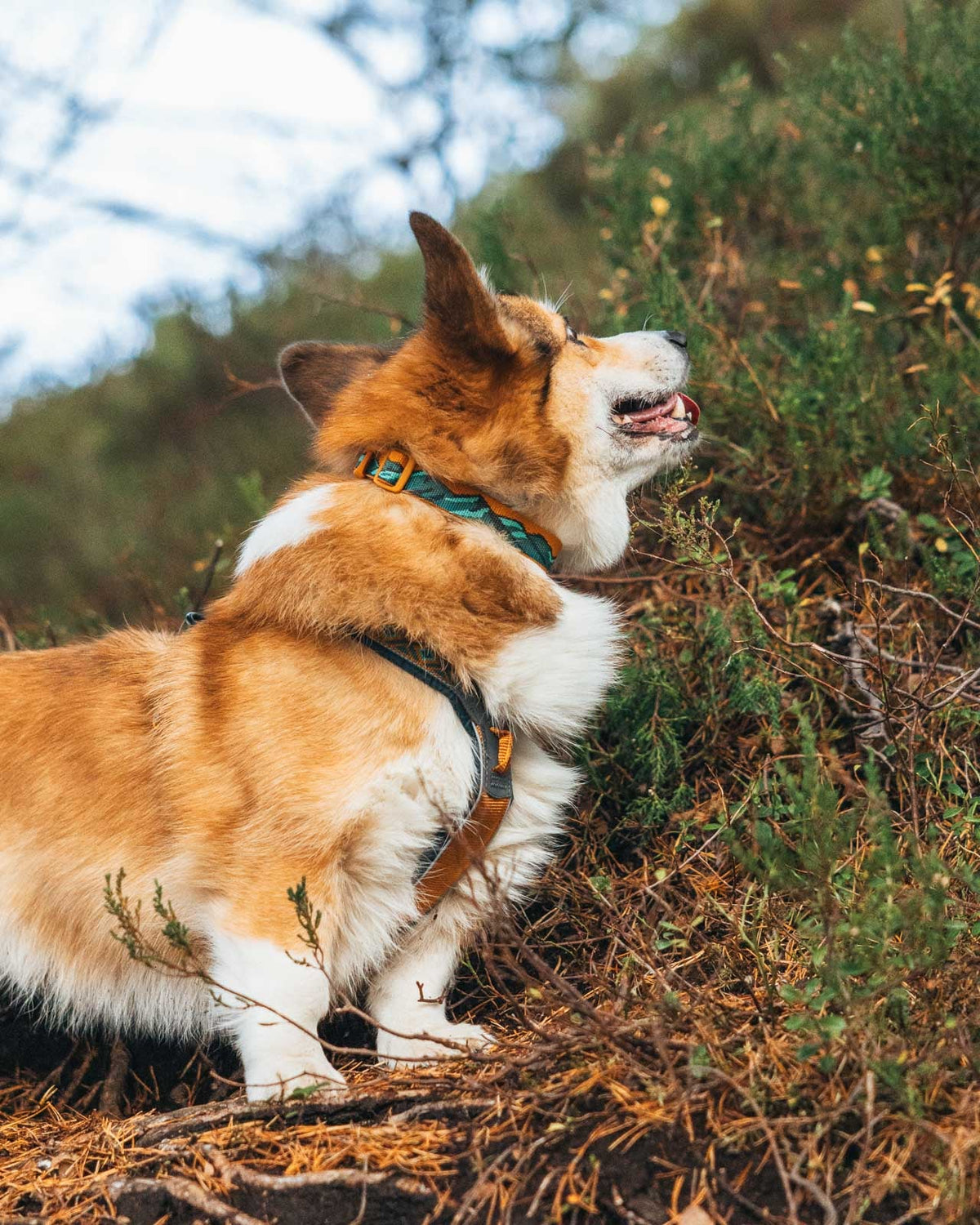 Trail quest collar Rachel Pohl edition product image