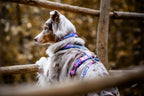Trail quest collar Rachel Pohl edition product image