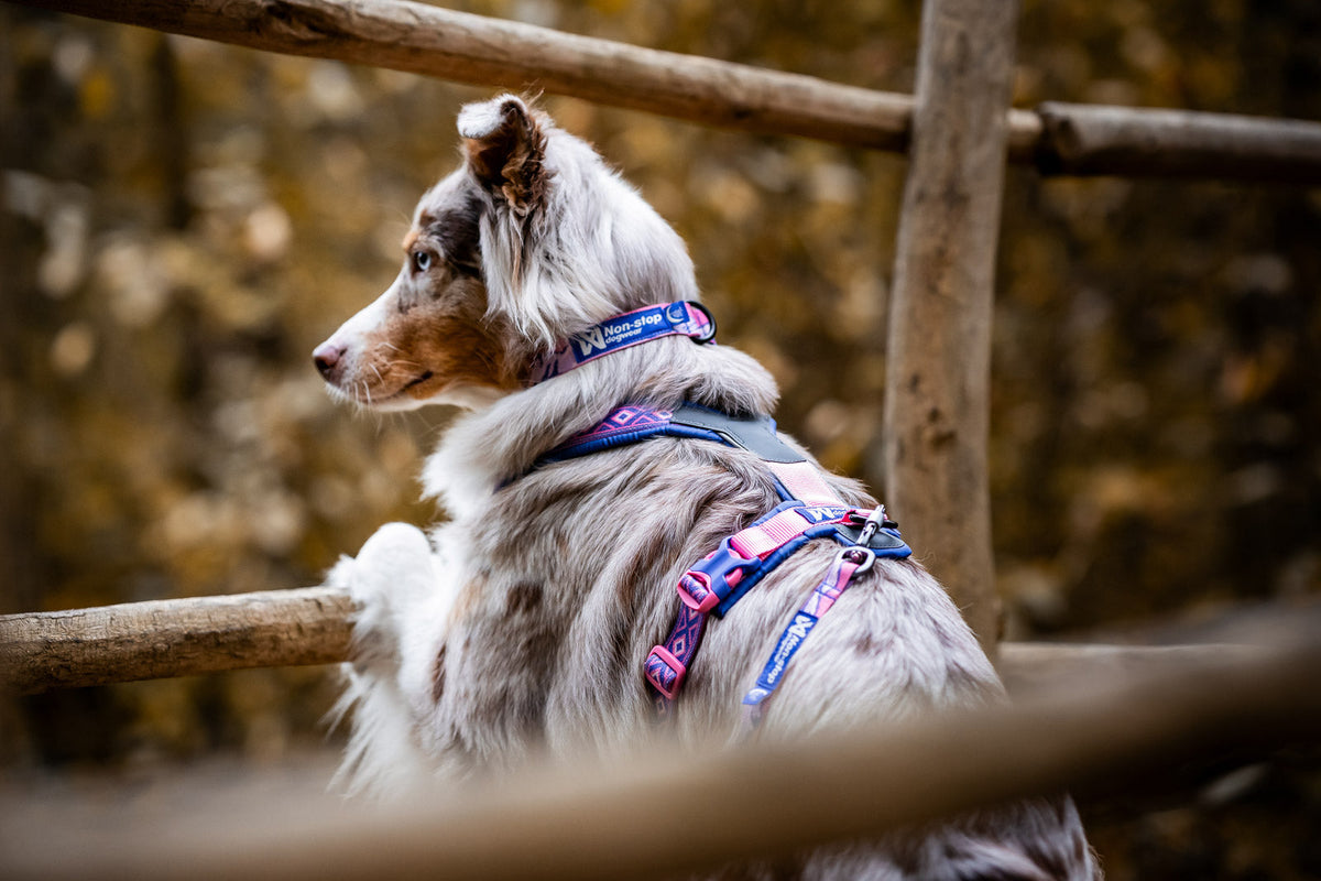 Trail quest collar Rachel Pohl edition product image
