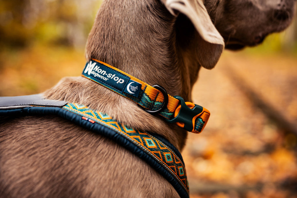 Trail quest collar Rachel Pohl edition product image