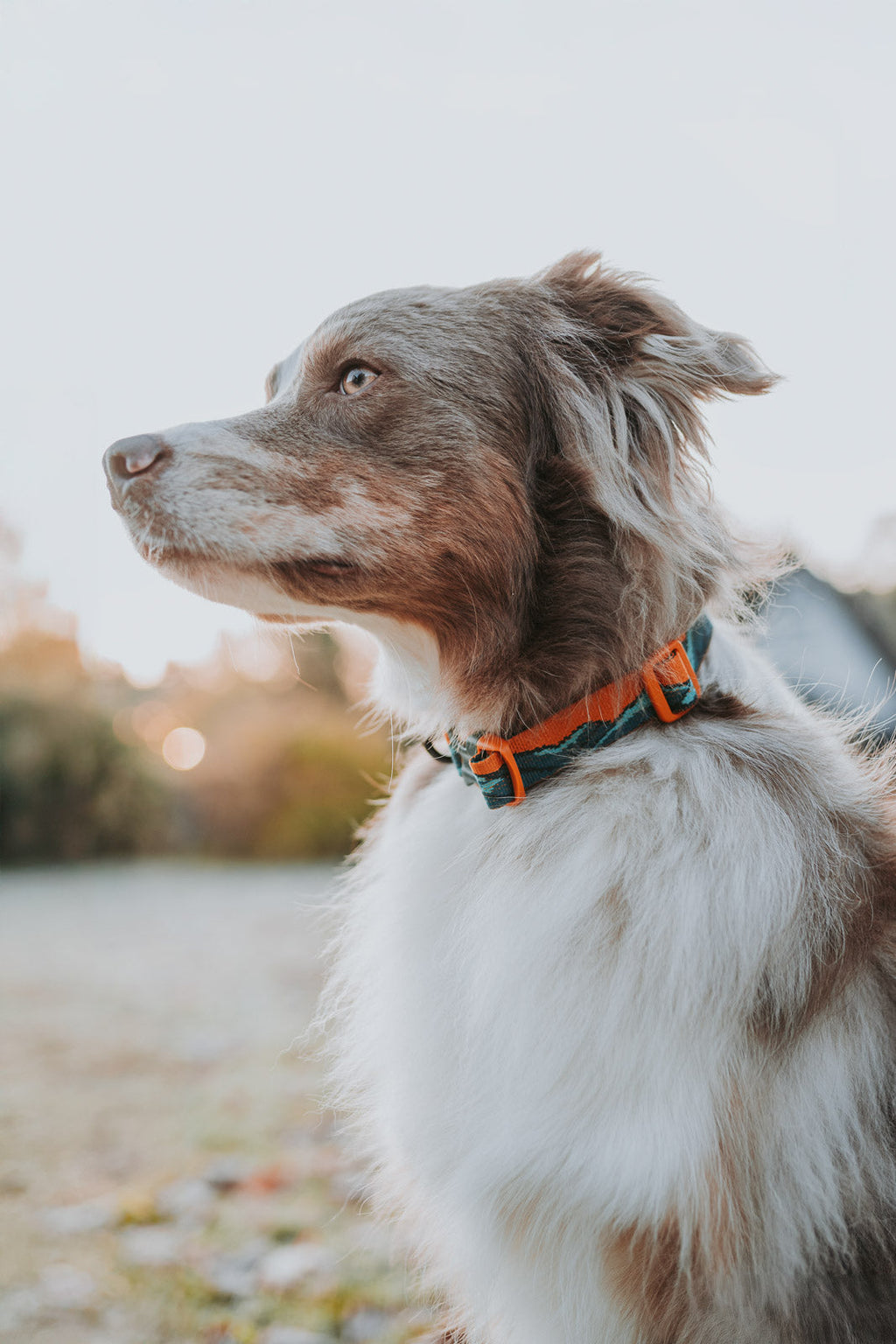 Trail quest collar Rachel Pohl edition product image