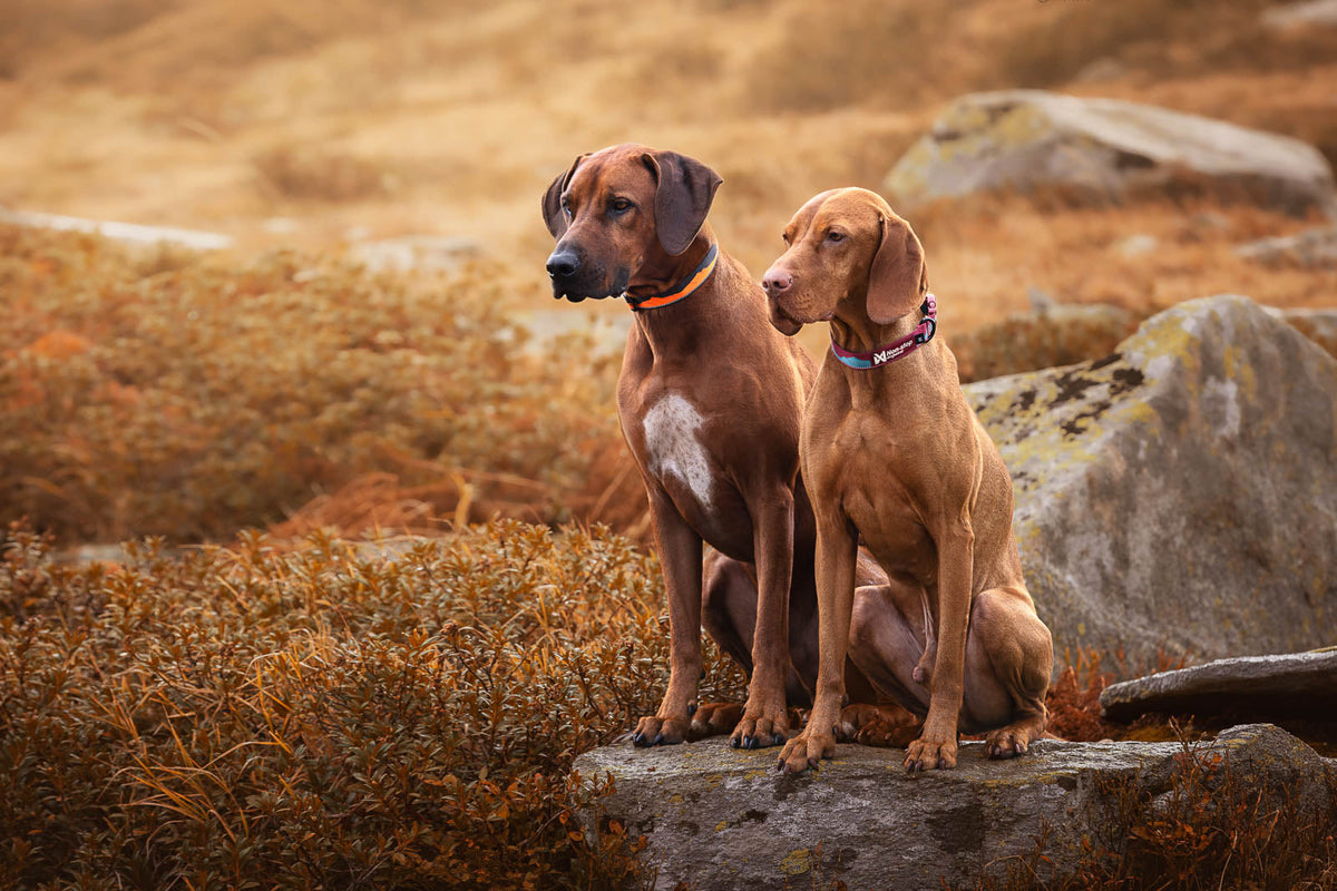 Trail quest collar product image