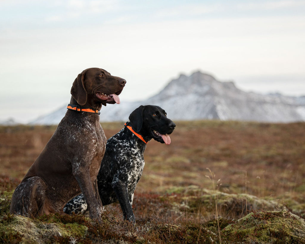 Trail quest collar product image