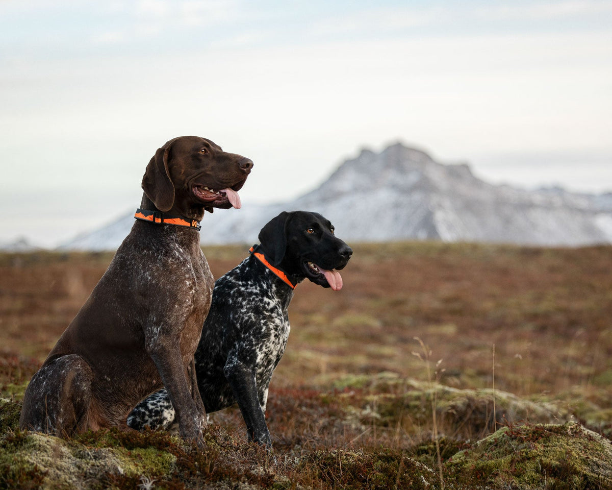 Trail quest collar product image