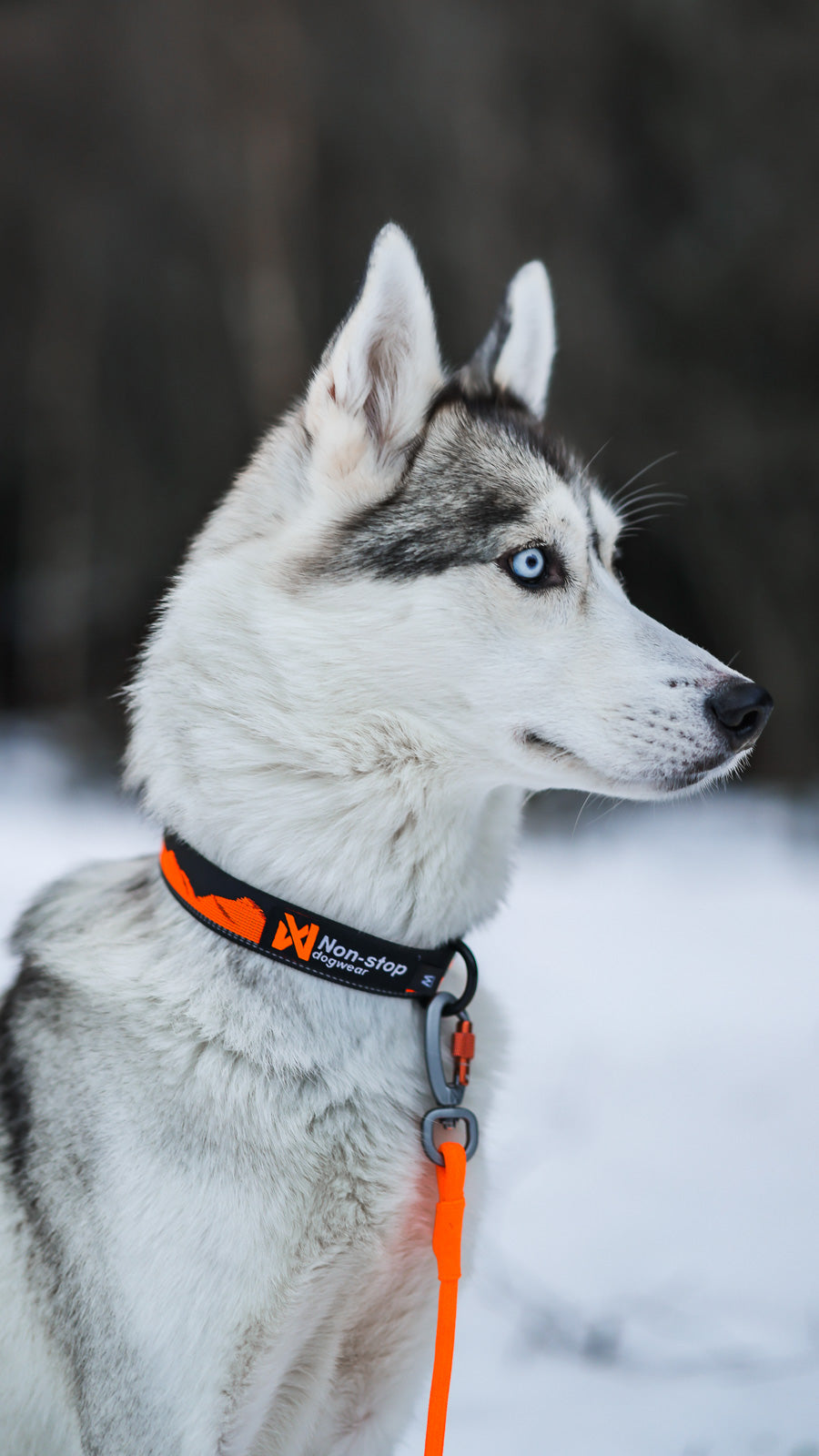 Trail quest collar product image