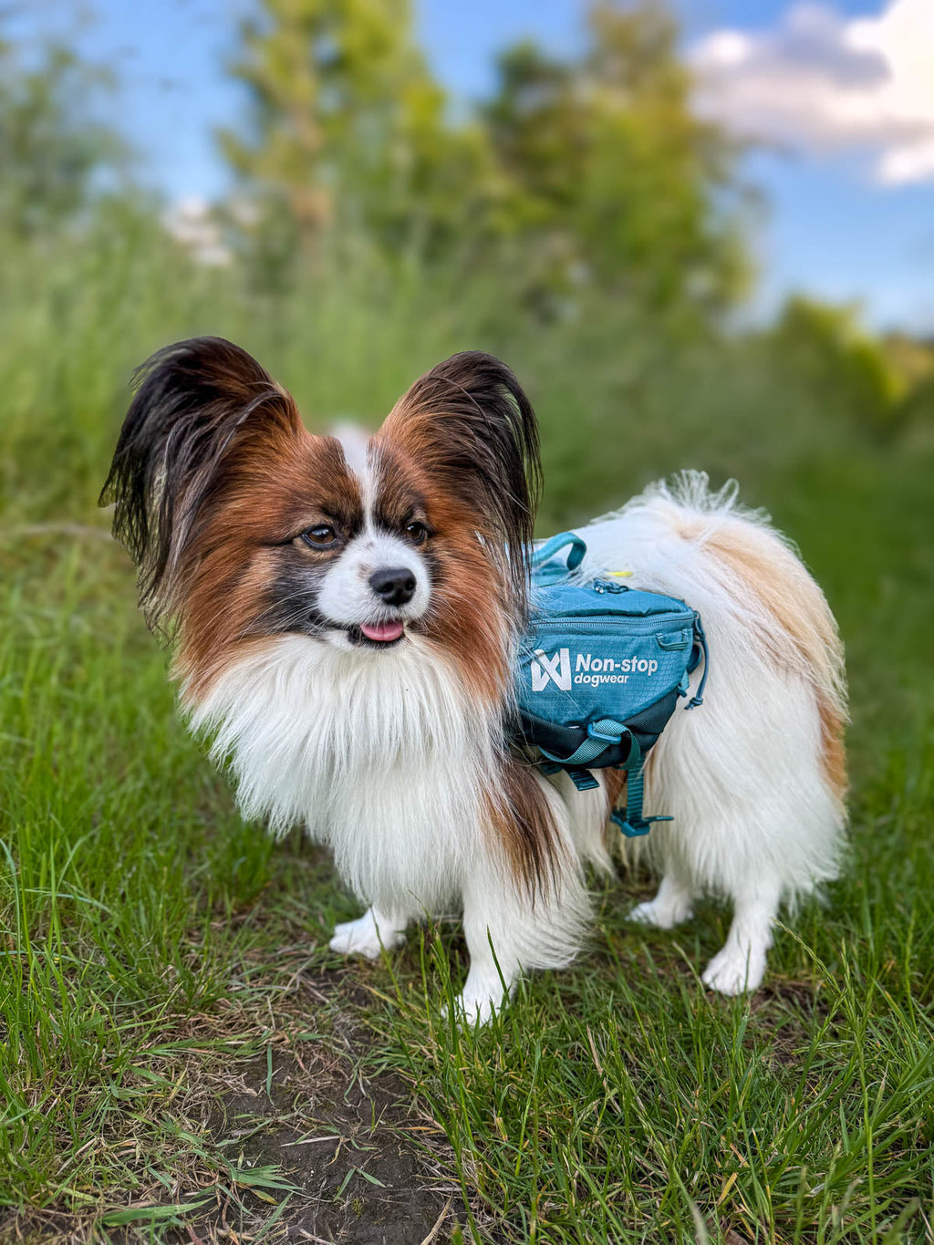 Trail quest dog backpack product image