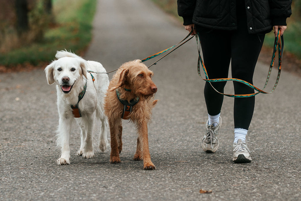 Trail quest leash Rachel Pohl edition product image