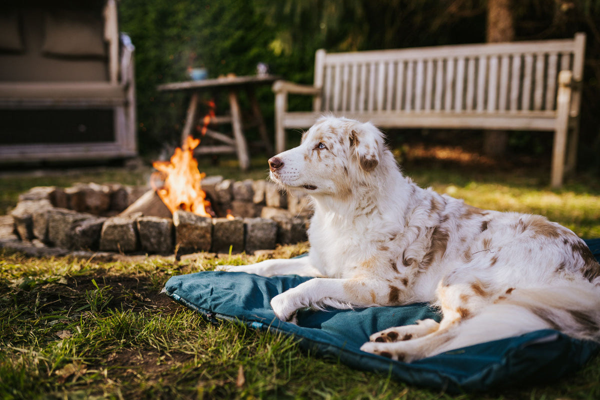 Trekking dog bed product image