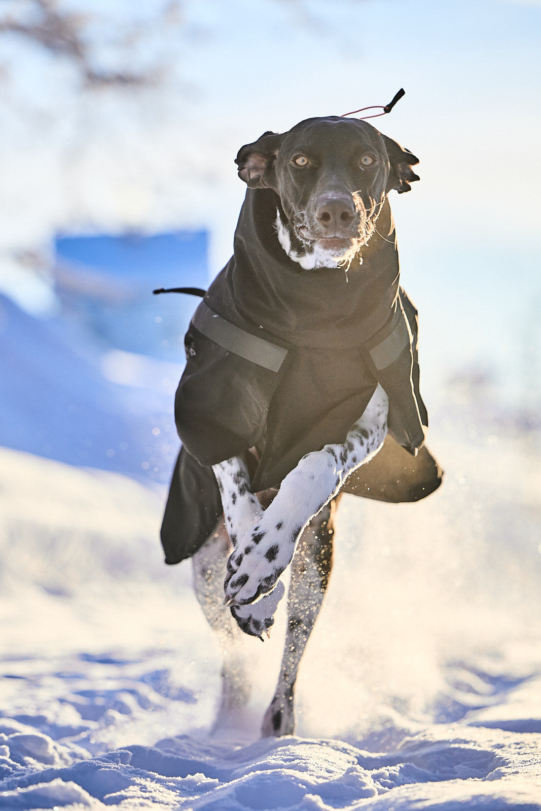 Trekking insulated dog jacket product image