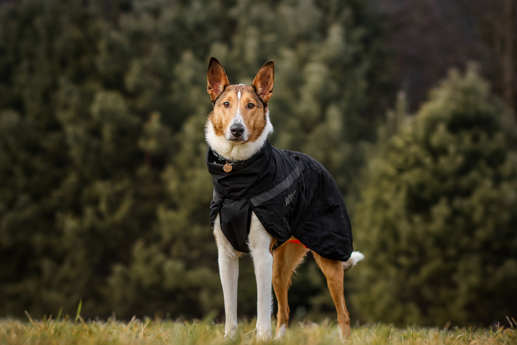 Trekking insulated dog jacket product image