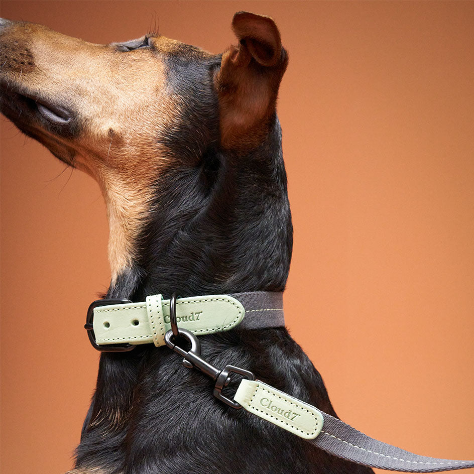 Dog Collar Madeira Mint product image