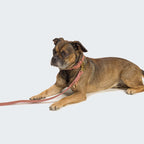 Dog Collar Tiergarten Peach product image