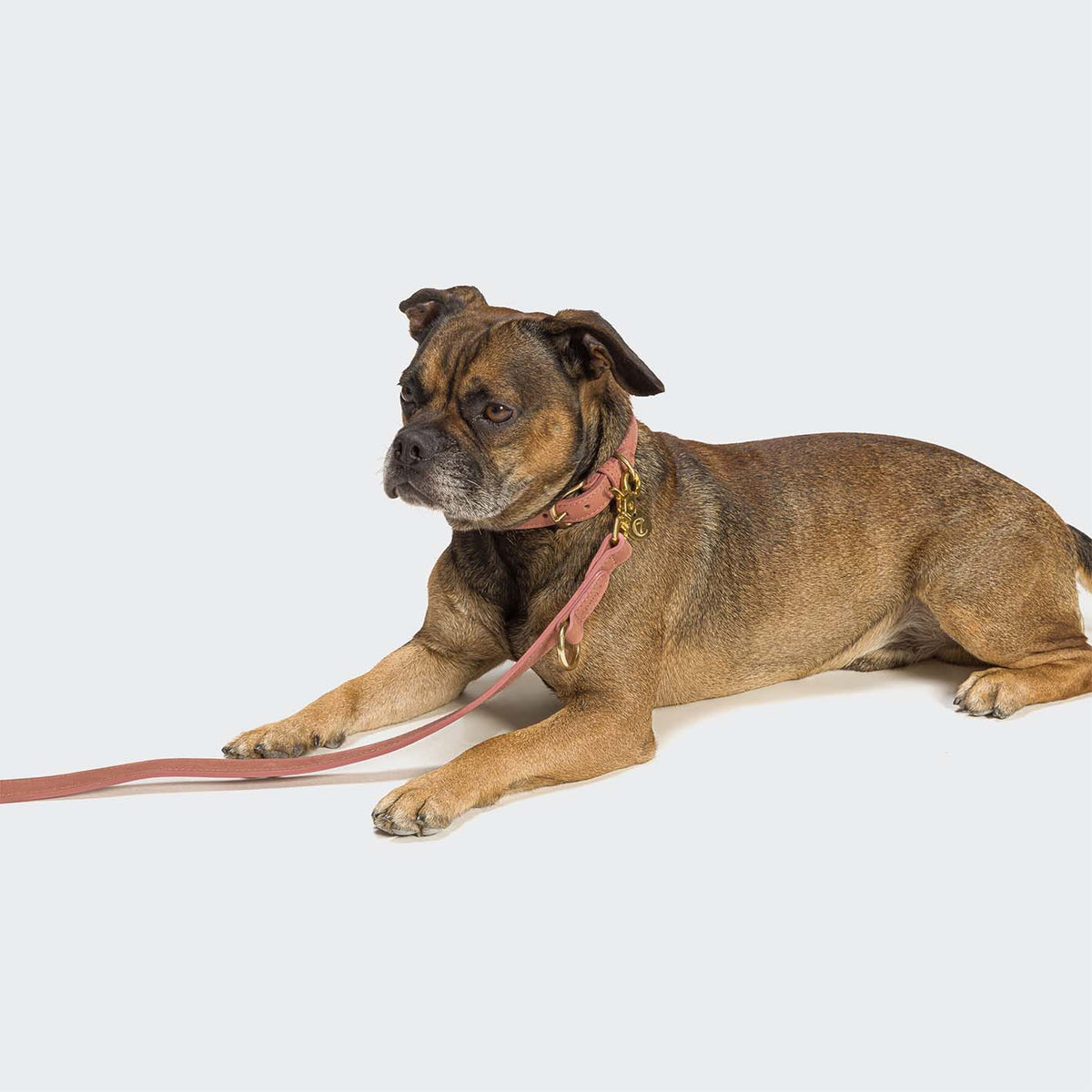 Dog Collar Tiergarten Peach product image