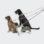 Dog Collar Tiergarten Sandy product image