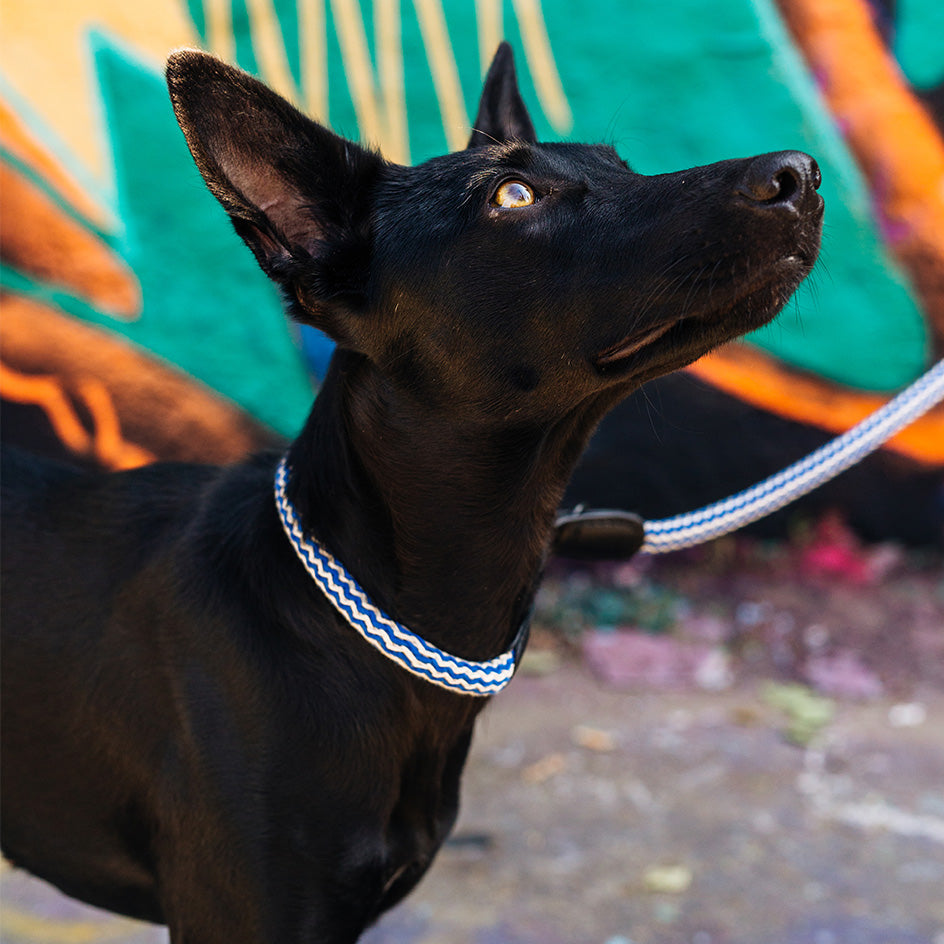 Dog Collar Mauerpark Zigzag Blue product image