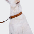 Dog Collar Central Park Camel Silver product image