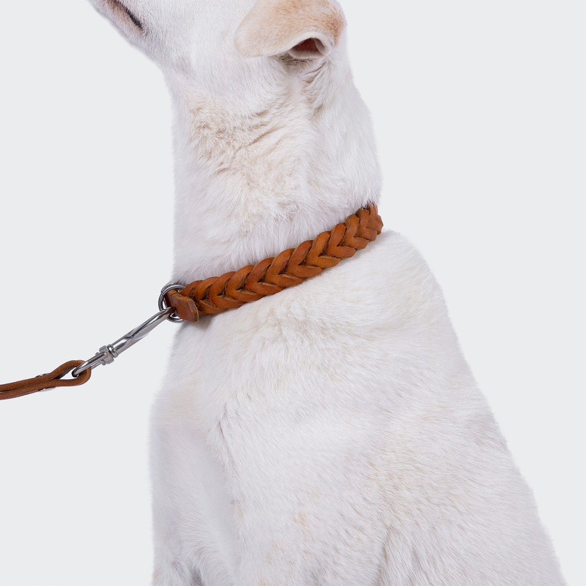 Dog Collar Central Park Camel Silver product image