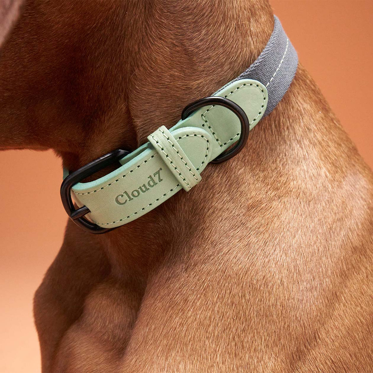 Dog Collar Madeira Mint product image