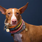 Dog Collar Ravello Moss product image
