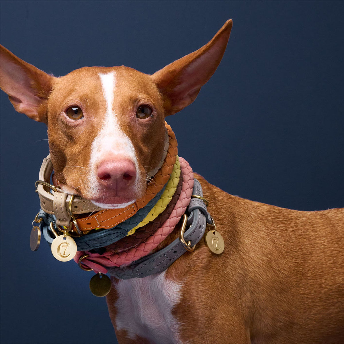 Dog Collar Ravello Moss product image