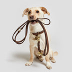 Dog Collar Tiergarten Mocca product image